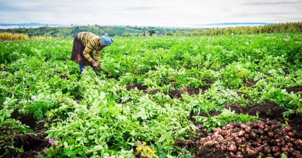 Agriculture durable en Afrique : découvrez 7 solutions innovantes pour assurer la sécurité alimentaire, protéger l’environnement et booster les revenus des agriculteurs.